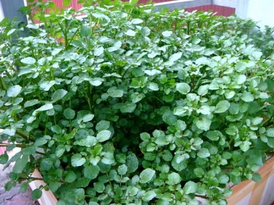 Chữa ho có đờm từ cây nhà lá vườn