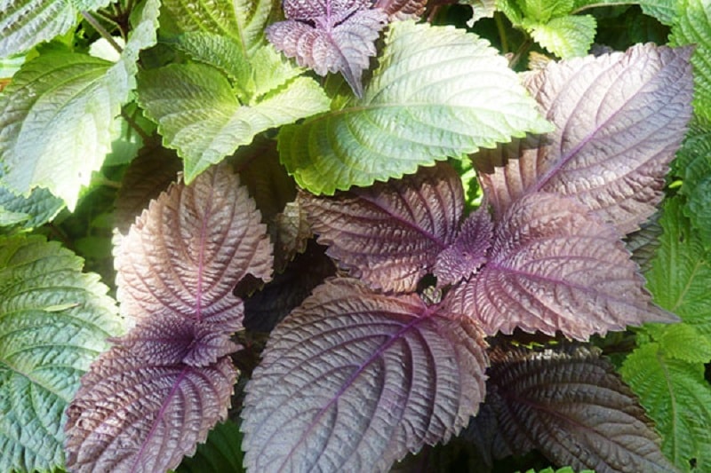 Lá tía tô có tác dụng trị ho hiệu quả.