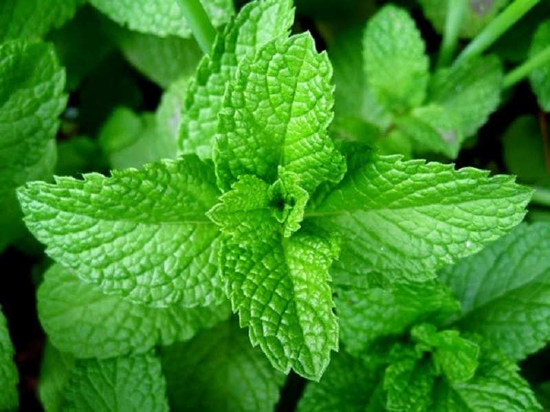 Lá húng chanh vừa là gia vị quen thuộc vừa giảm ho hiệu quả