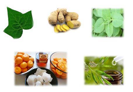 Trị ho bằng thảo dược - phương pháp an toàn và không có tác dụng phụ